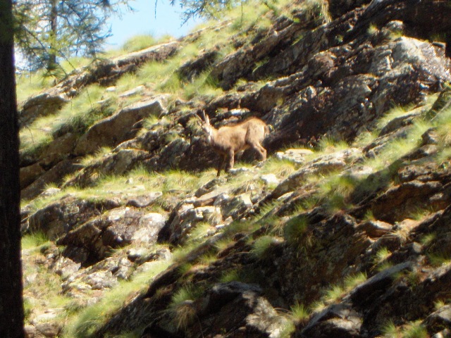 ABITANTI DELLA VALSAVARENCHE , PARCO NAZIONALE GRAN PARADISO